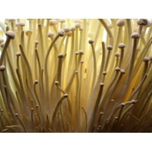 Close-up of numerous thin, light brown mushroom stems with small caps, densely clustered together.