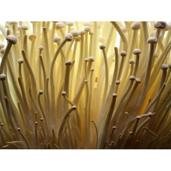Close-up of numerous thin, light brown mushroom stems with small caps, densely clustered together.