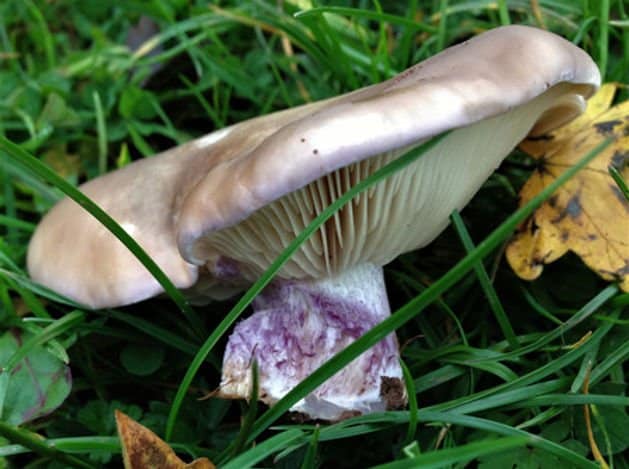 A pale purple mushroom with gills, growing in grass next to a yellow leaf.