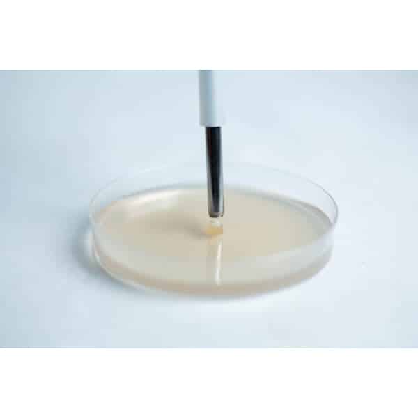 A metal tool picks up a small sample from a clear petri dish with a light-coloured agar surface.