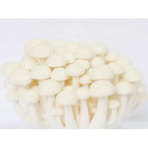 A cluster of white shimeji mushrooms with smooth caps and slender stems on a plain background.