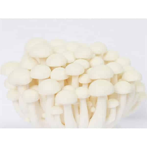 A cluster of white shimeji mushrooms with smooth caps and slender stems on a plain background.