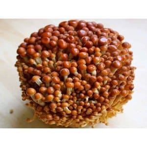 A cluster of brown-capped enoki mushrooms with long, slender stems on a light surface.