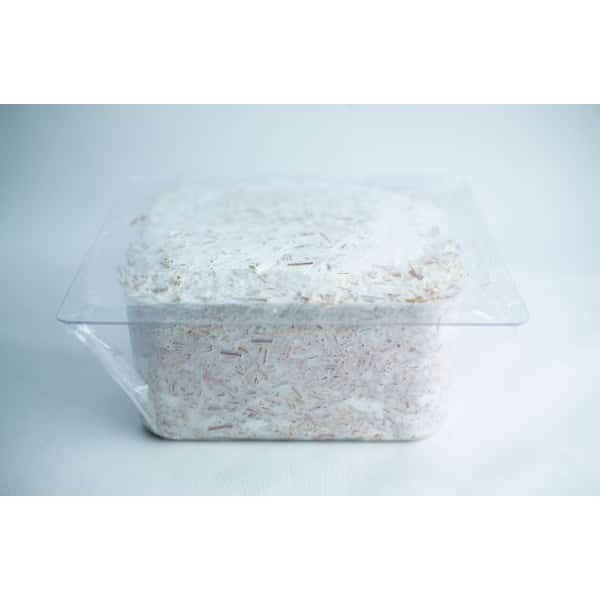 A clear plastic container filled with white mycelium growing on a substrate.