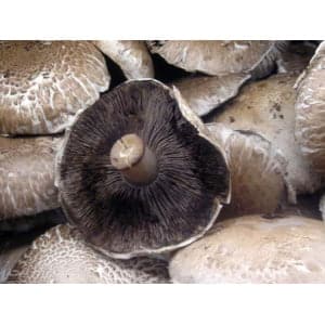 Close-up of several portobello mushrooms, with one showing its dark gills and stem.