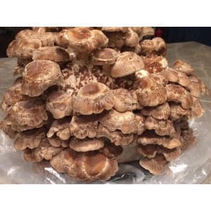 A large cluster of brown mushrooms growing closely together on a surface covered with plastic.