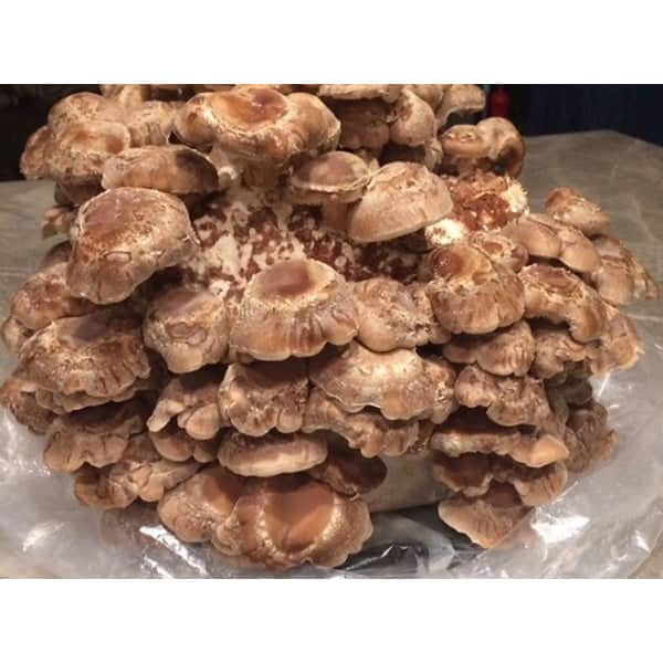 A large cluster of brown mushrooms growing closely together on a surface covered with plastic.
