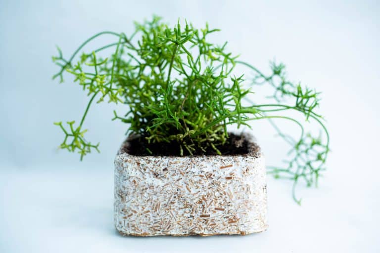 How to make Mycelium Objects? 9 PT3A8460
