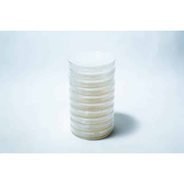 A stack of clear, sealed petri dishes filled with a light-coloured substance on a white background.