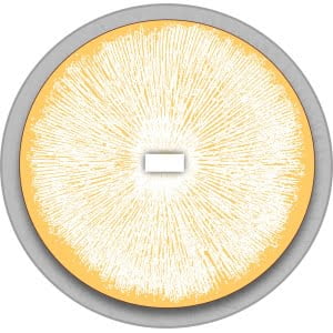 Colonized Agar Plates