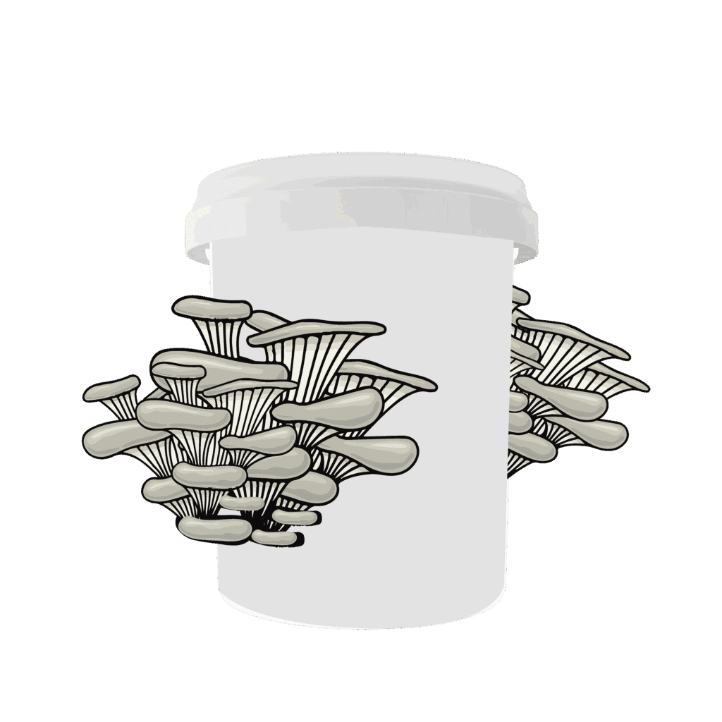 How to Grow Oyster Mushrooms in Buckets at Home 17 bucket with mushroom1 01