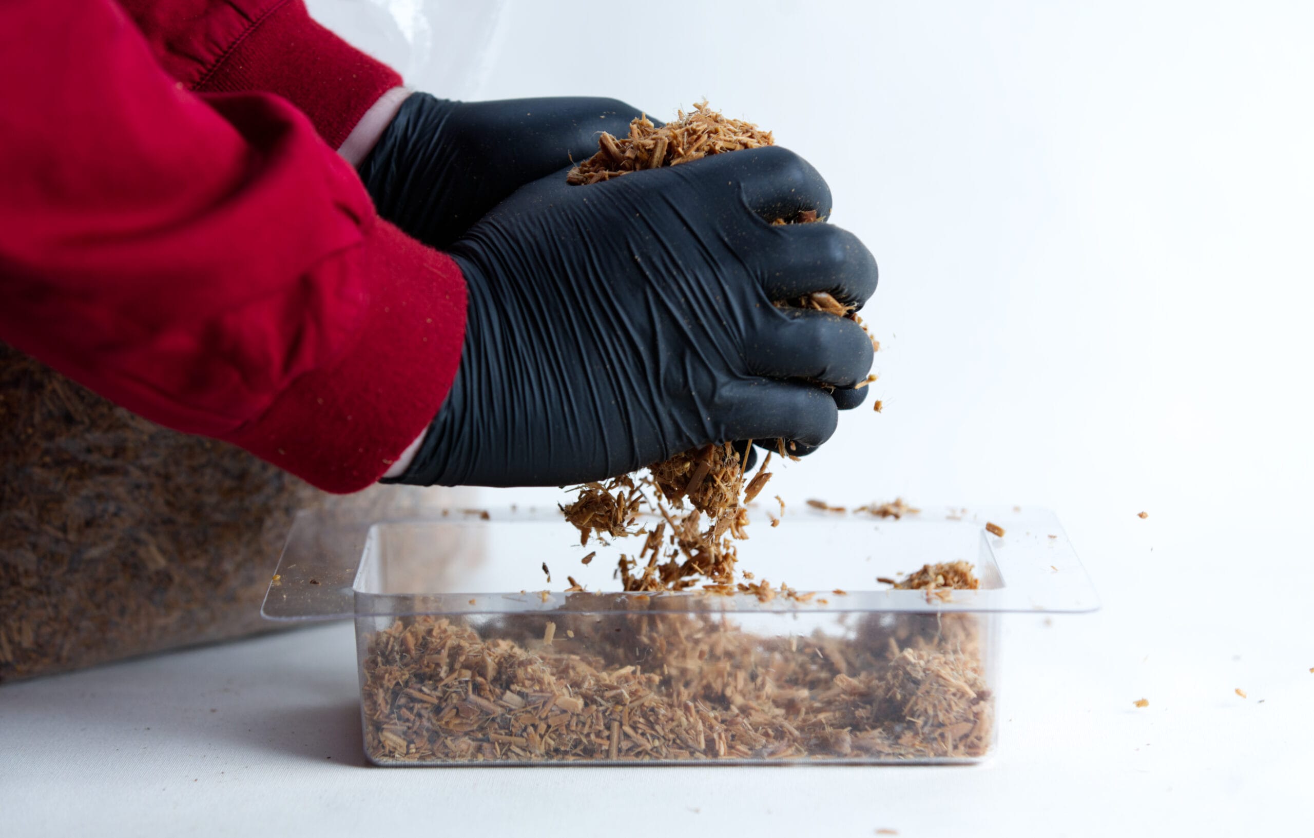 Mycelium Mold Growth form -Brick (Reusable) 10 Hands in black gloves breaking up substrate over a clear plastic container with a white background.