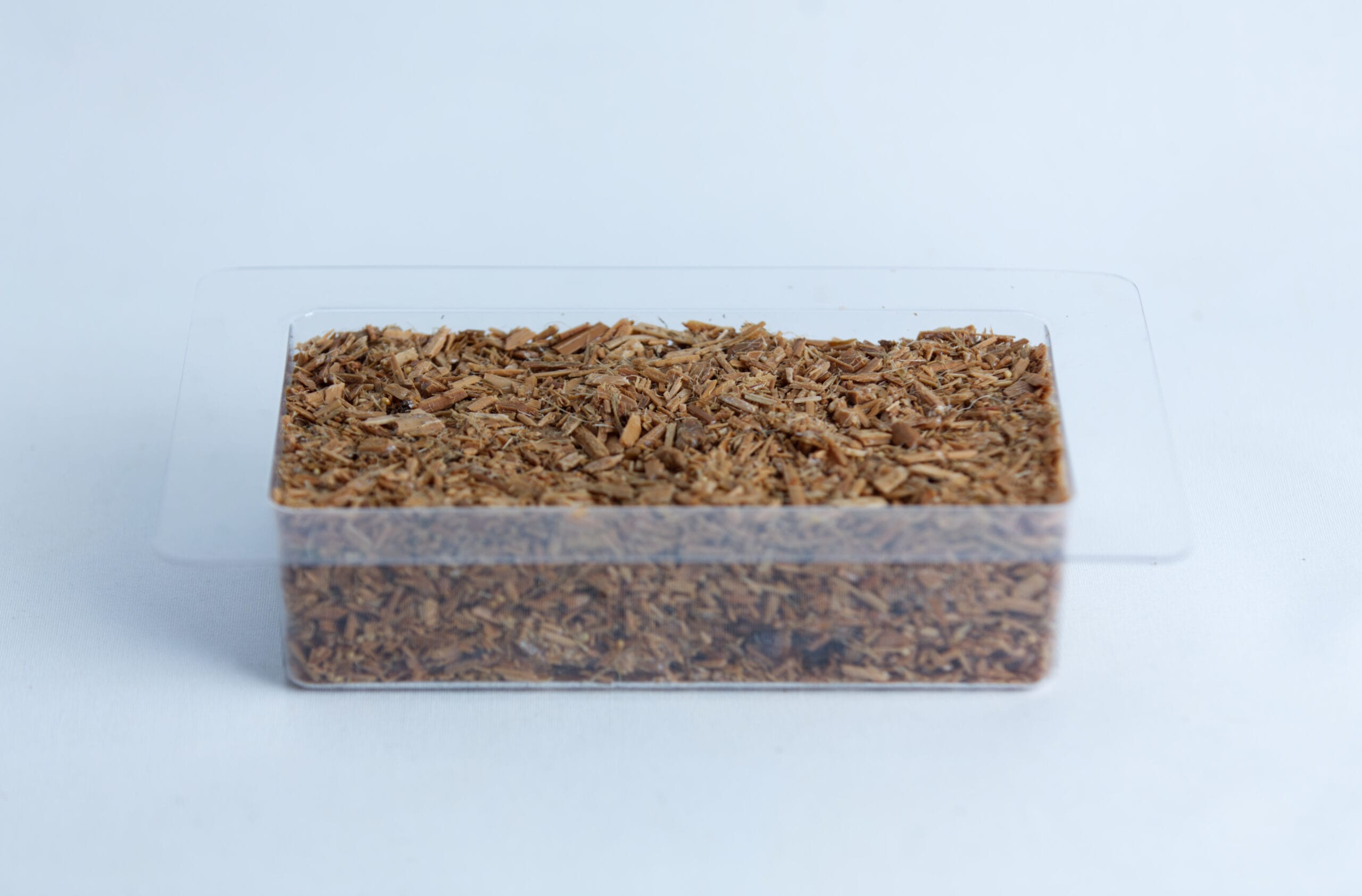 Mycelium Mold Growth form -Brick (Reusable) 7 A clear plastic container filled with light brown wood chips on a white background.