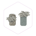 Two jars with mushrooms growing from the top, outlined in a hexagon with a light pink border—perfect for showcasing premium mushroom farming supplies.