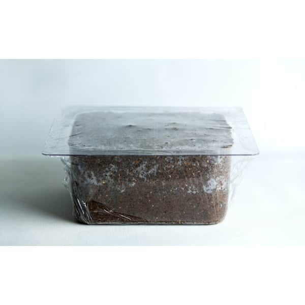 A rectangular container filled with soil, covered tightly with cling film.