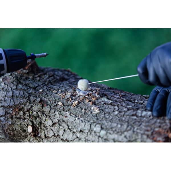 A gloved hand uses a tool to insert mushroom spawn into a drilled hole in a tree log.