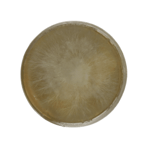 Circular petri dish with fluffy white mould or fungal colony growing on yellowish agar medium.