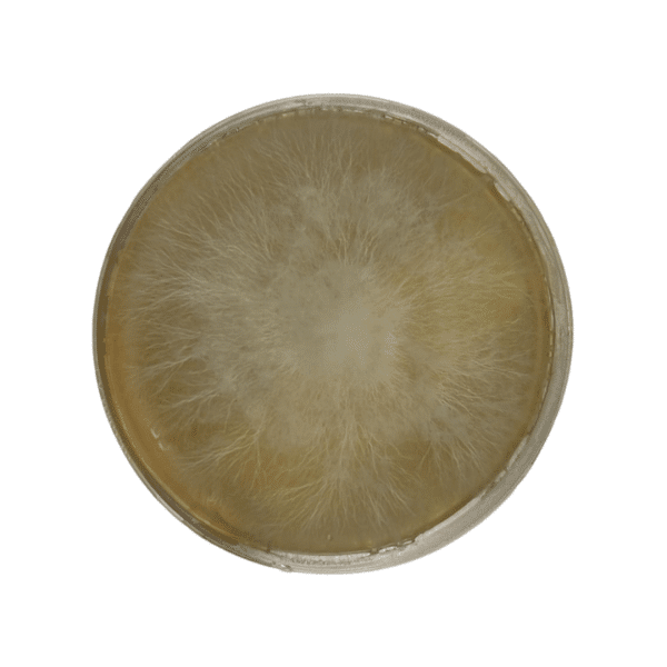 Circular petri dish with fluffy white mould or fungal colony growing on yellowish agar medium.