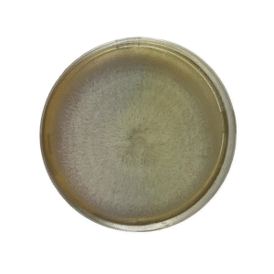 A petri dish with a circular, fuzzy mould colony growing in the centre on nutrient agar.
