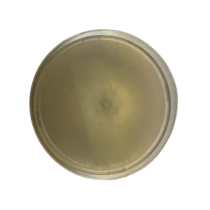 A round, clear petri dish filled with light yellowish agar, viewed from above on a white background.