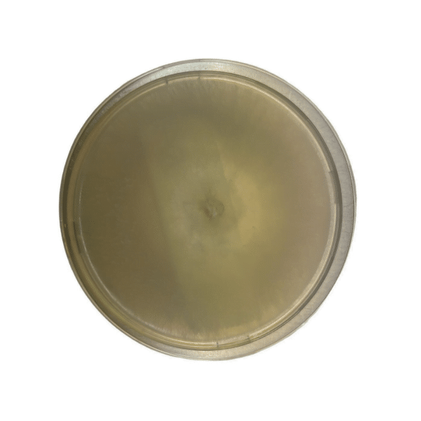 A round, clear petri dish filled with light yellowish agar, viewed from above on a white background.