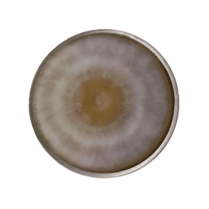 A circular petri dish with a fuzzy, brown and white mould colony forming concentric rings.