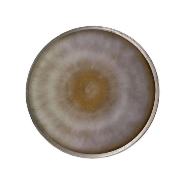 A circular petri dish with a fuzzy, brown and white mould colony forming concentric rings.