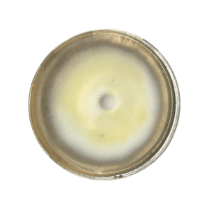 A petri dish with a circular colony of mould, displaying yellow and white concentric rings.