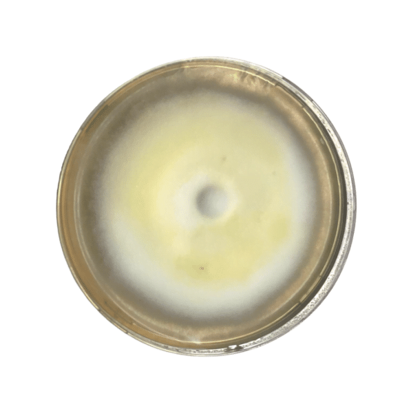 A petri dish with a circular colony of mould, displaying yellow and white concentric rings.