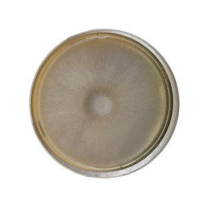 Petri dish with a circular, fuzzy mould colony growing in the centre on a yellowish agar medium.
