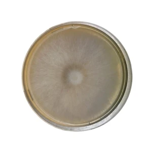 Petri dish with a circular, fuzzy mould colony growing in the centre on a yellowish agar medium.