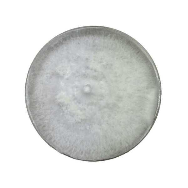 A round petri dish filled with white, fluffy mould or fungal growth.