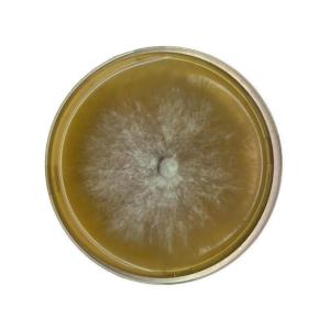 A petri dish with a circular, fuzzy white mould colony growing on yellowish agar.