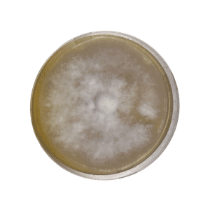 A petri dish with white, fuzzy mould colony growing on a yellowish agar medium.