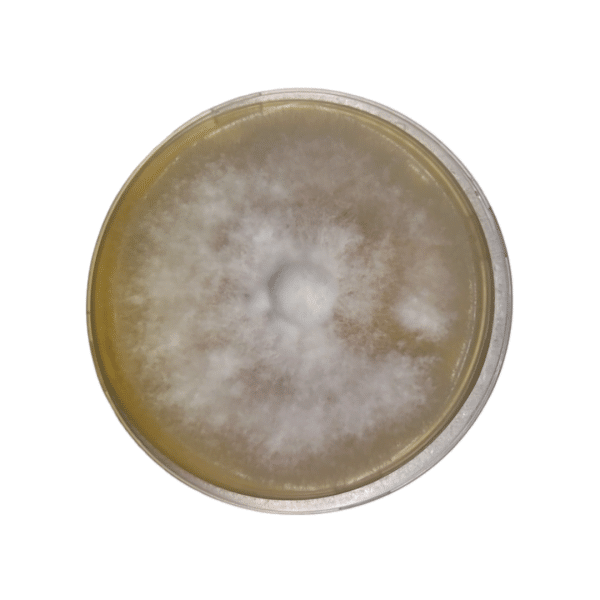 A petri dish with white, fuzzy mould colony growing on a yellowish agar medium.