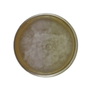 A petri dish with a large, circular white mould colony growing on its surface.
