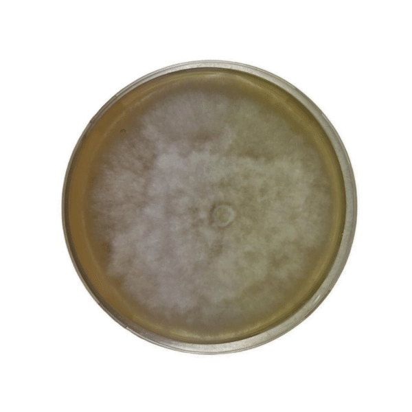 A petri dish with a large, circular white mould colony growing on its surface.