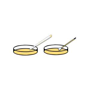 Two petri dishes with yellow media, each containing a different type of inoculating loop or swab.