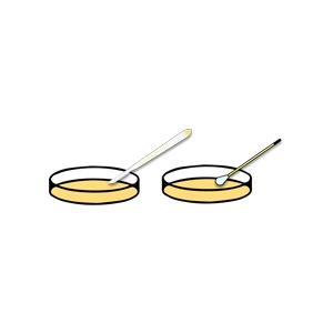 Two petri dishes with yellow media, each containing a different type of inoculating loop or swab.
