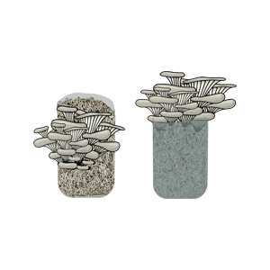 Illustration of oyster mushrooms growing from two containers filled with substrate, on a white background.