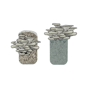 Illustration of oyster mushrooms growing from two containers filled with substrate, on a white background.