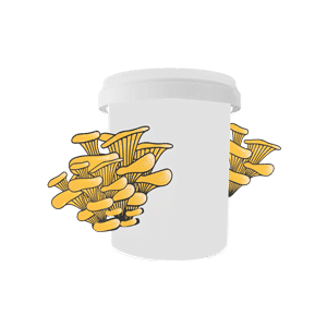 White container with illustrated yellow oyster mushrooms growing from its sides, on a plain background.