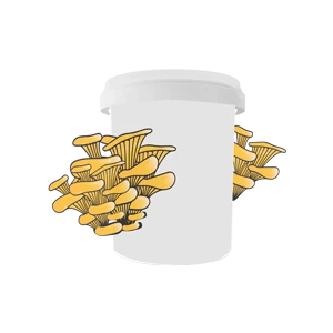 White container with illustrated yellow oyster mushrooms growing from its sides, on a plain background.
