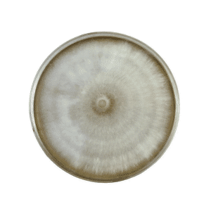 A round petri dish showing a circular, fuzzy mould colony with light brown and white concentric rings.