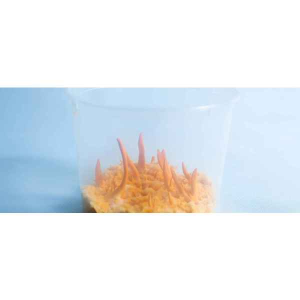 Clear plastic cup with orange fungus or spikes growing upwards from a yellowish base inside.