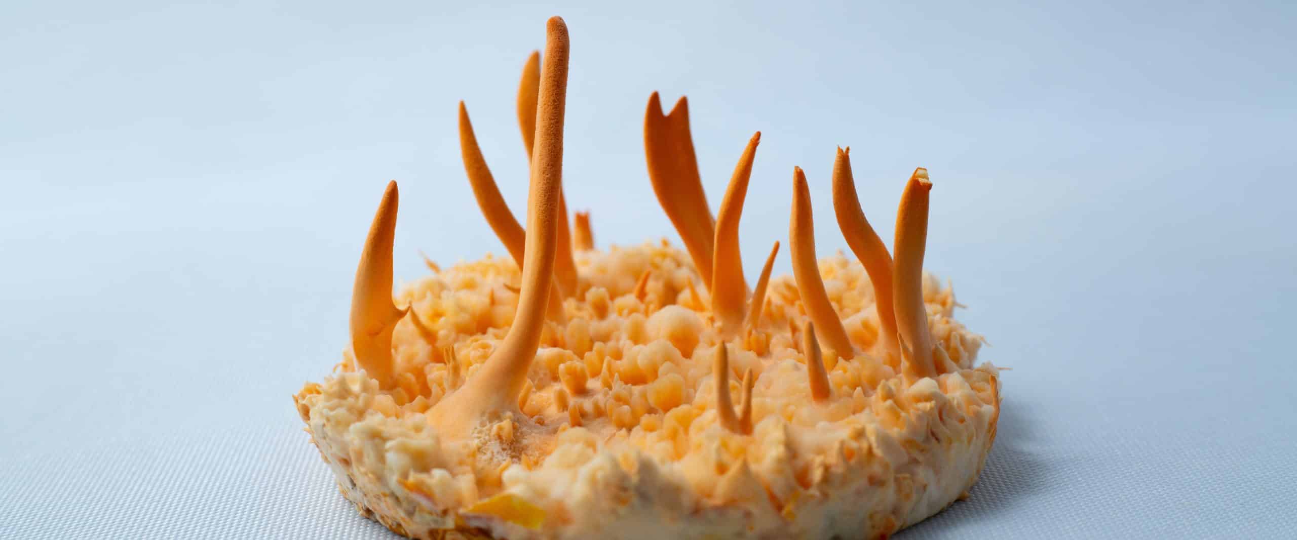 How to Grow Cordyceps militaris 9 Cordyceps fruiting out of the container