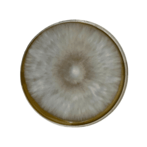 A round petri dish with white, fuzzy mould growing in a circular pattern on its surface.