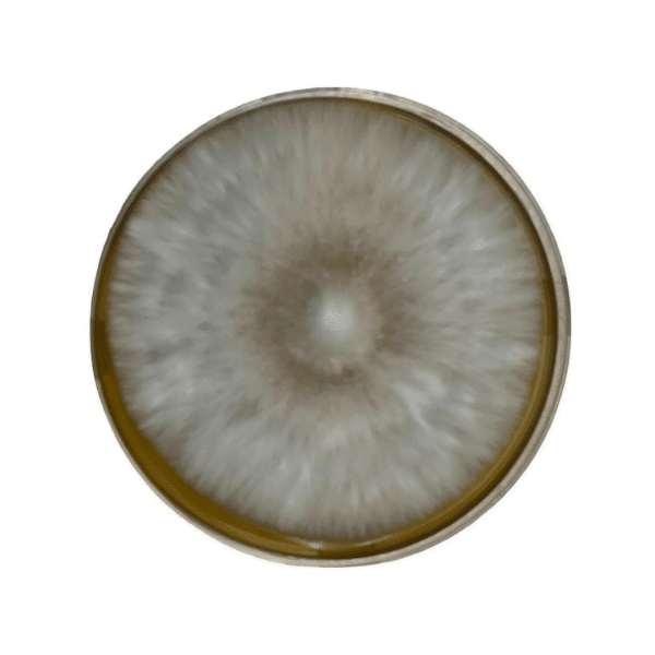 A round petri dish with white, fuzzy mould growing in a circular pattern on its surface.