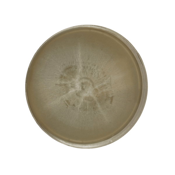 A round petri dish with beige bacterial or fungal growth spreading from the centre.