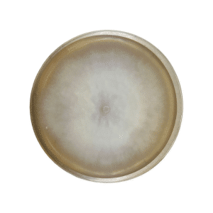 A Colonised Mushroom Culture On Agar Plate (Shaggy Mane | Coprinus comatus) with a circular, fuzzy white colony growing on the agar surface.